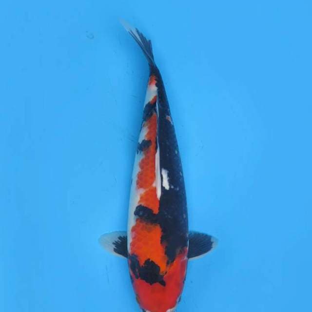 35cm , Showa Sanshoku HQ