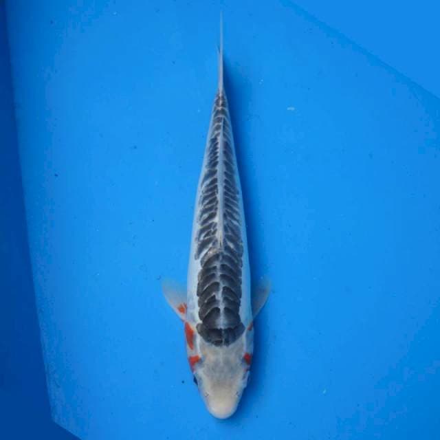 Shusui