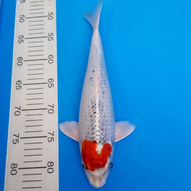 Kaneko tancho kujaku 34cm non serti