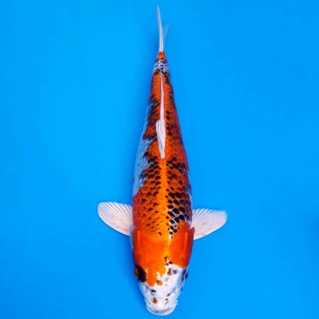 Kaneko kujaku 35cm non serti