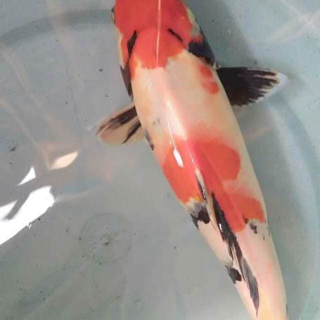Showa 28 cm