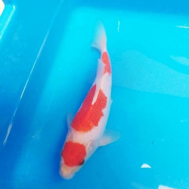 Kohaku special / bulky