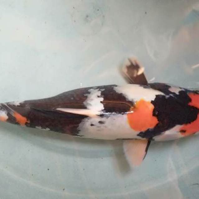 Showa mantab 30cm