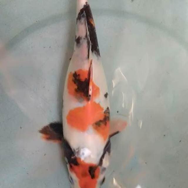 Showa 27 cm
