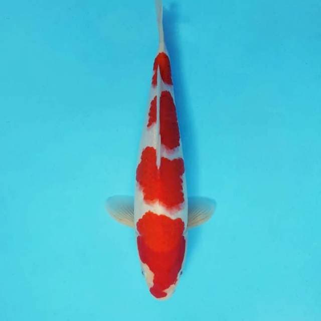YURA 1 - KOHAKU 4 STEPS ®