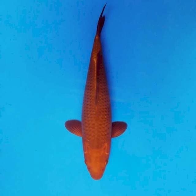 YURA 11 - CHAGOI ®