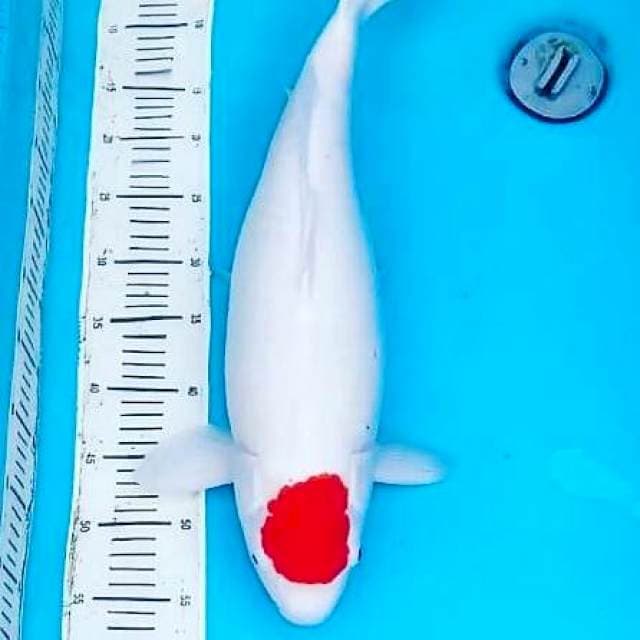 Tancho jumbo
