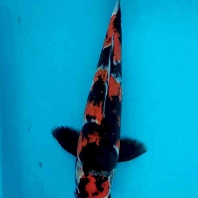 Bidkuyy 1 Hi Showa sangar 30cm