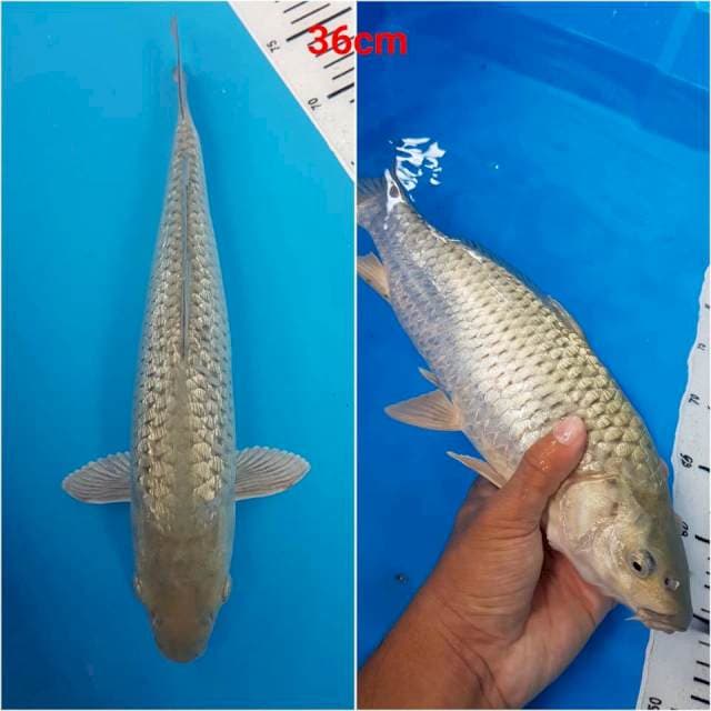 Soragoi Berpunuk