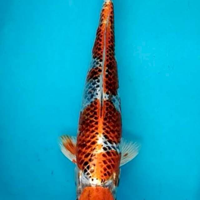 Bidkuyy 4 Maruten kujaku mawar 32cm