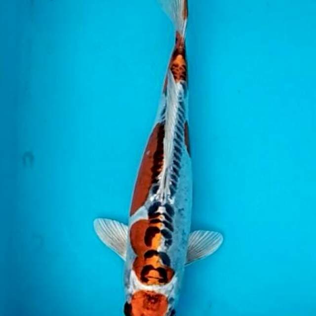 Bidkuyy 9 Maruten kujaku doitsu mulus 30cm