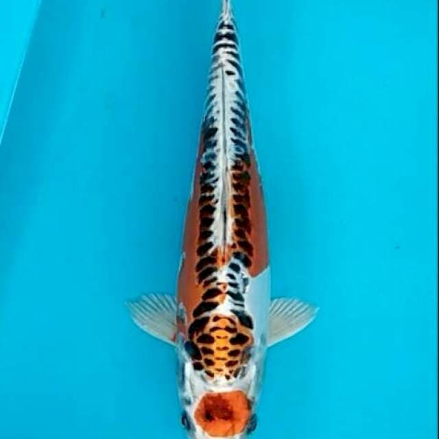 Bidkuyy 10 Maruten kujaku sisik naga antik 27cm