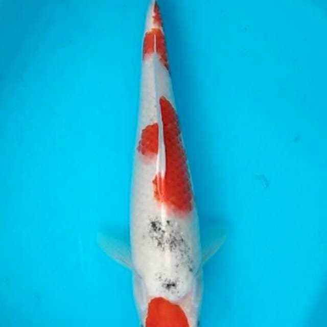 Bidkuyy 11 Maruten sandan showa 30cm