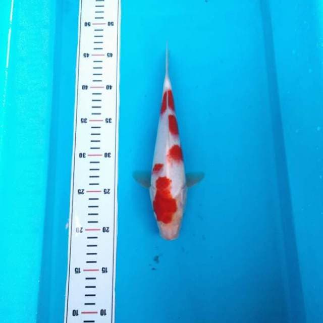Domino kohaku