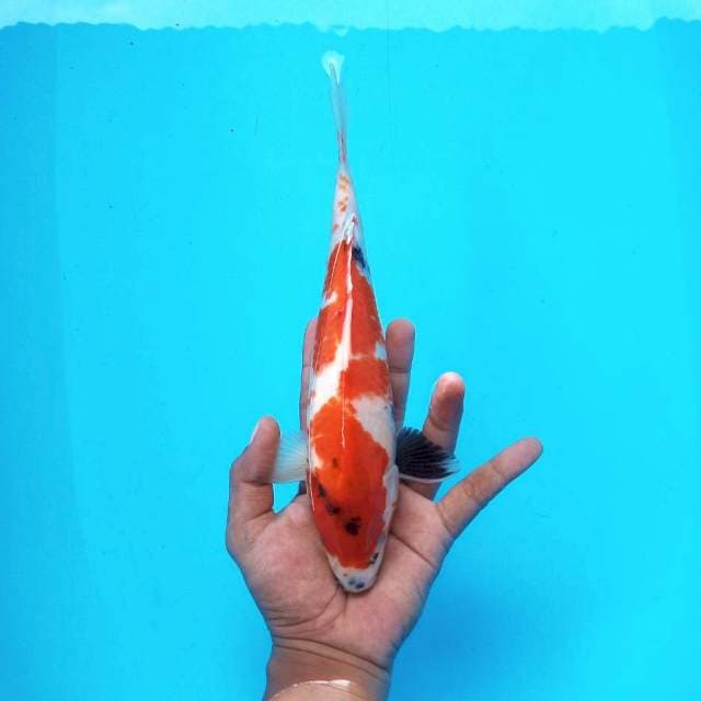 Showa ± 25cm