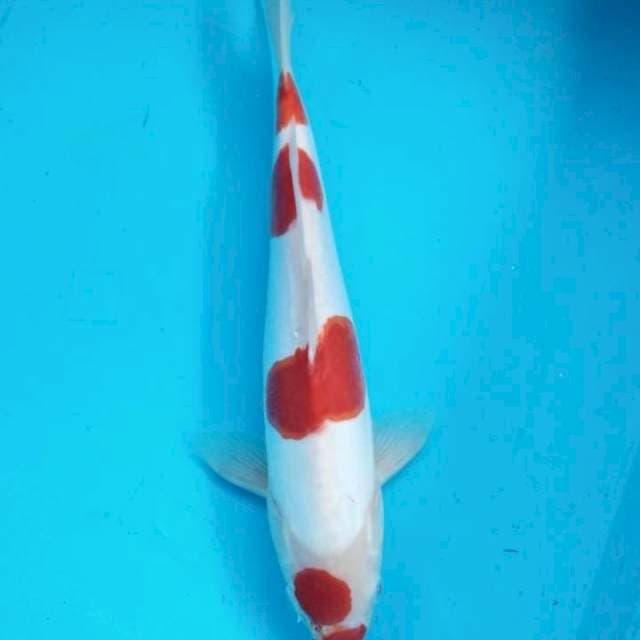 Kohaku doit murni 35cm