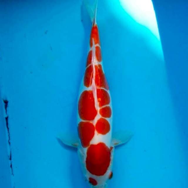 Kohaku doit murni 35cm