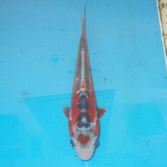 21cm TANCHO HANA SHUSUI