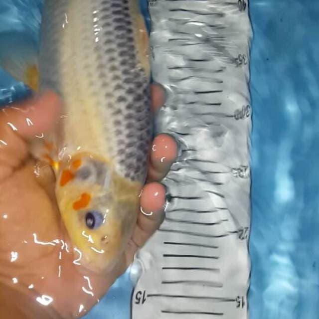 asagi 33 cm