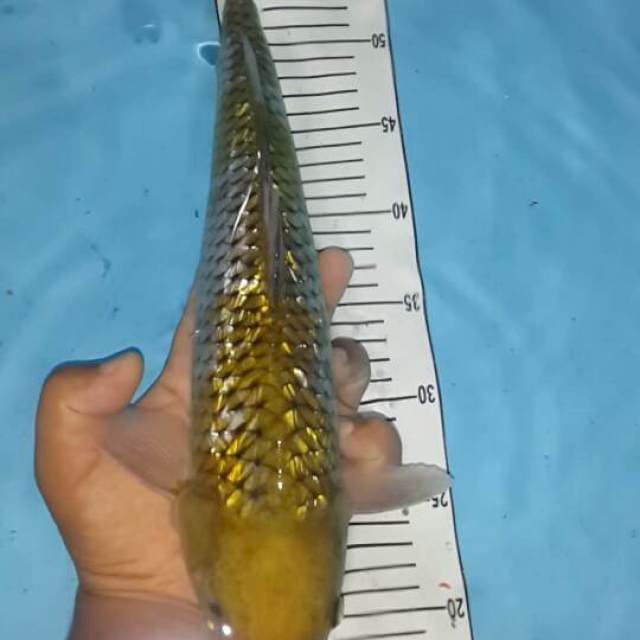 ociba ginrin 42 cm