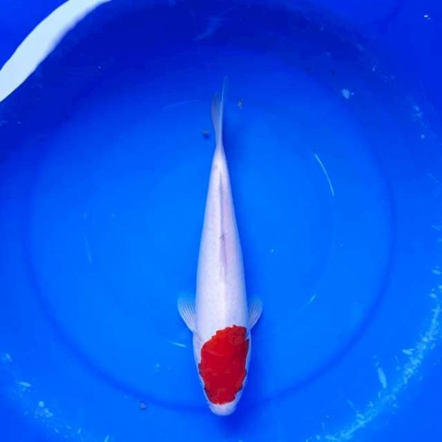 Tancho Kohaku Original