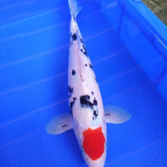 Tanco male 36cm