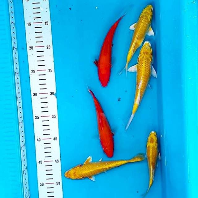 Ogon 20bu
