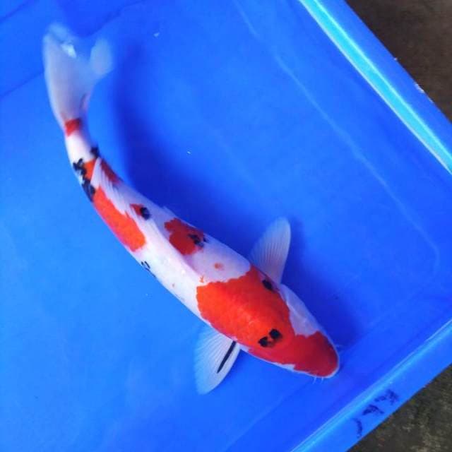 Sanke male 38cm