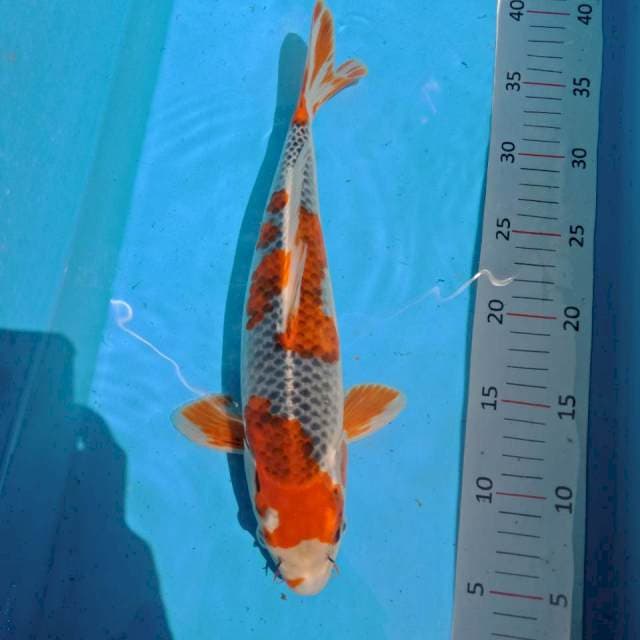 goshiki 31 cm