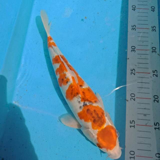 goshiki 28cm
