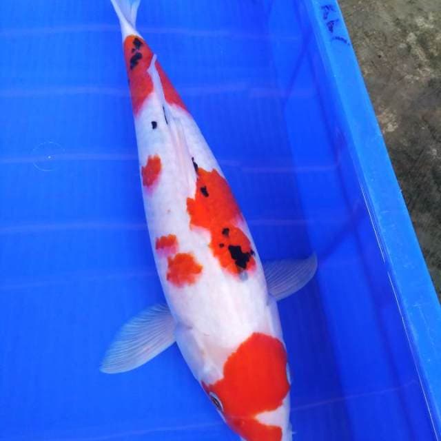 Sanke 40cm male