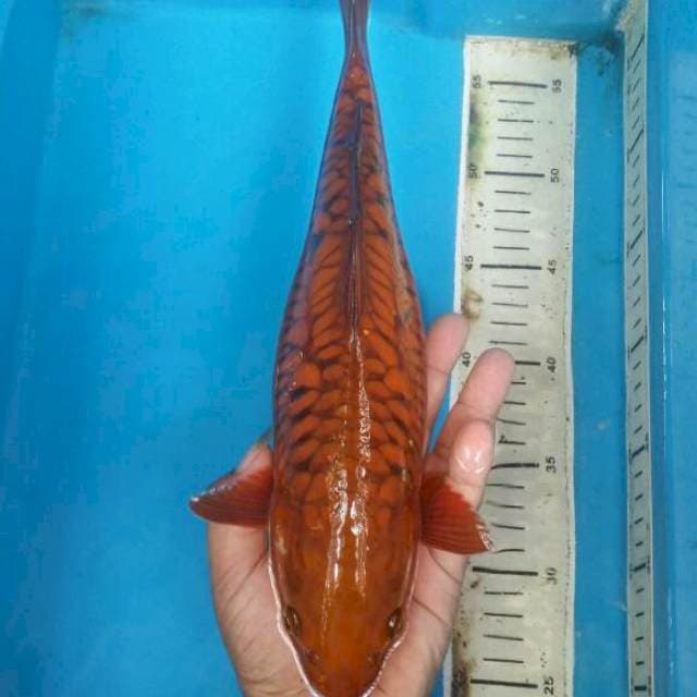 Chagoi tembaga aragoke