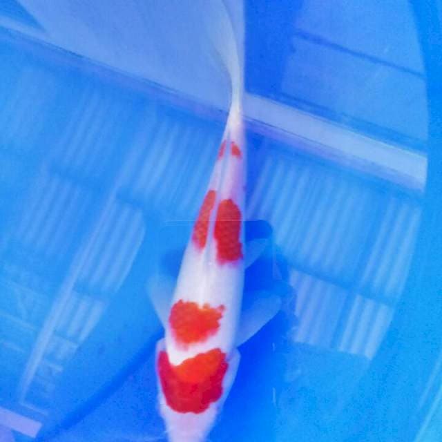 Kohaku 4 step 20 cm
