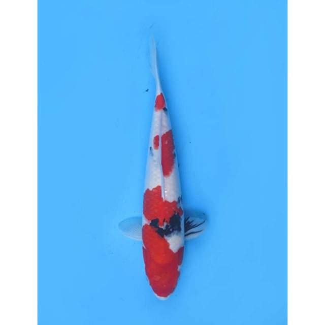 Sanke Merah Tebal - 37cm