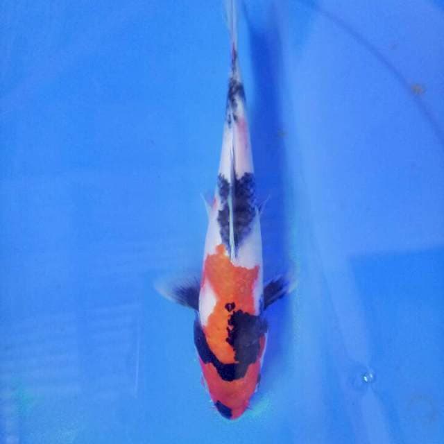 Showa 23 cm