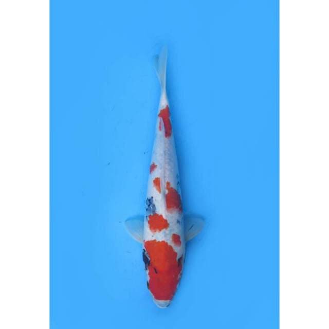 Jumbo Showa Tategoi - 44cm
