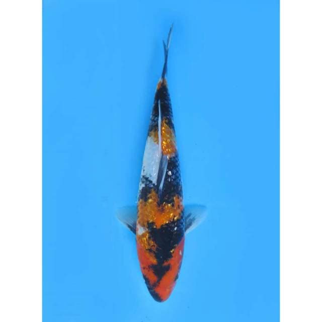 Showa Ginrin Prospek - 27cm