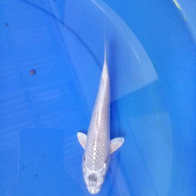 Antik 21 cm