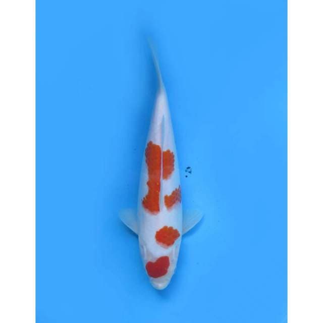 Maruten Kohaku Tosai - 28cm