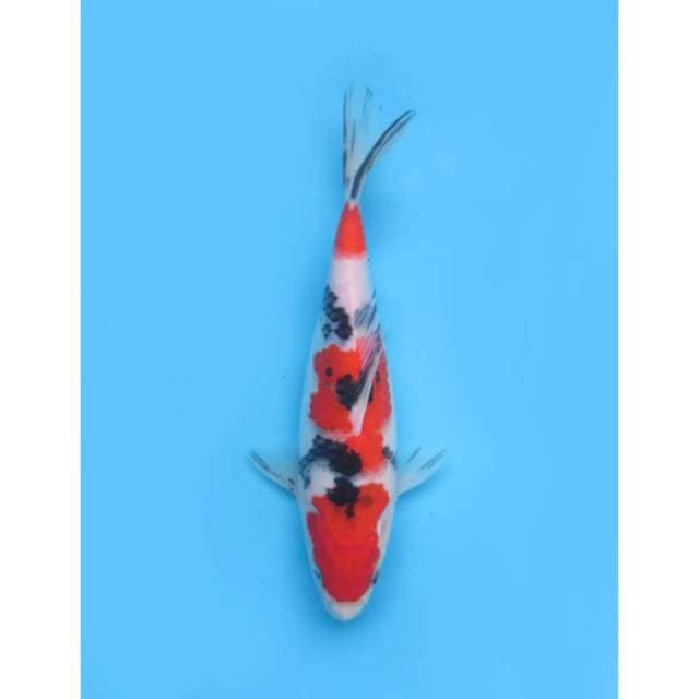 Sanke Halus - 22cm