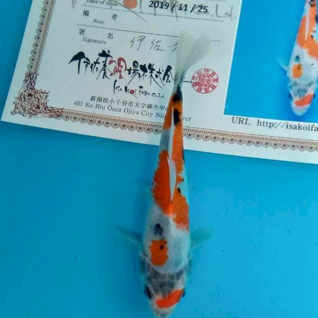 Showa tosai isa farm