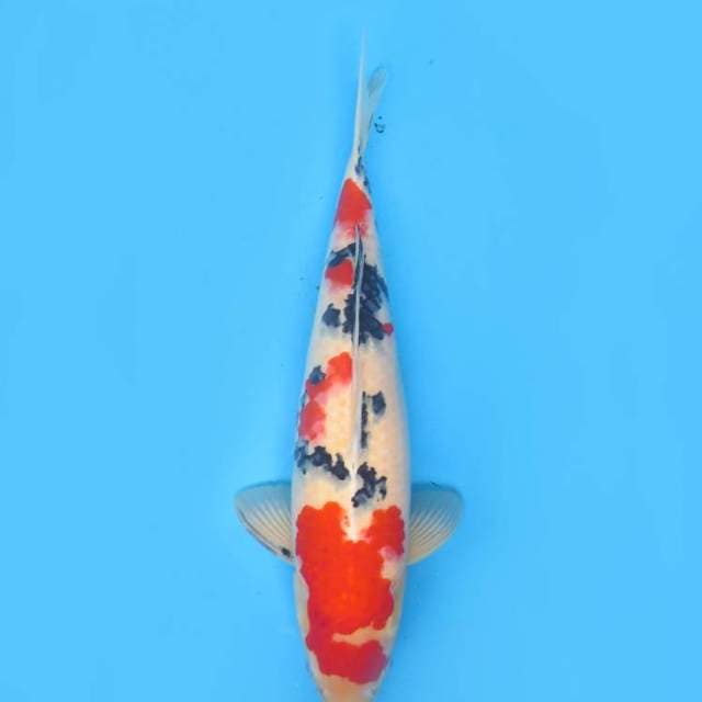 45bu , Red Taisho Sanke Jumbo
