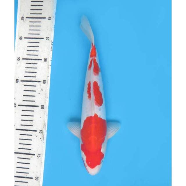 Kohaku Doitsu Ori - 30cm