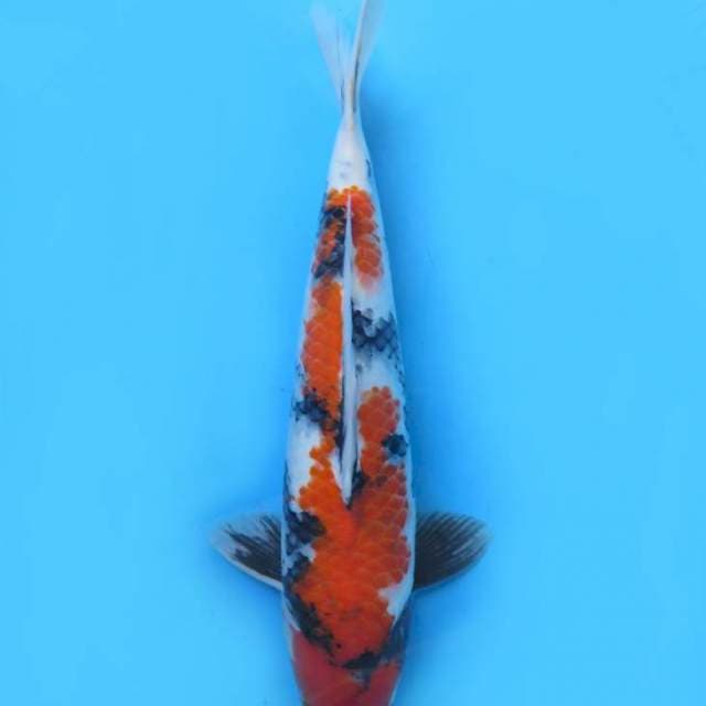 40cm , Showa Sanshoku