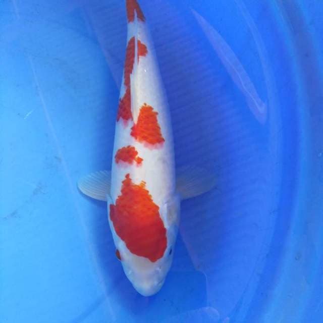 Kohaku male 38cm