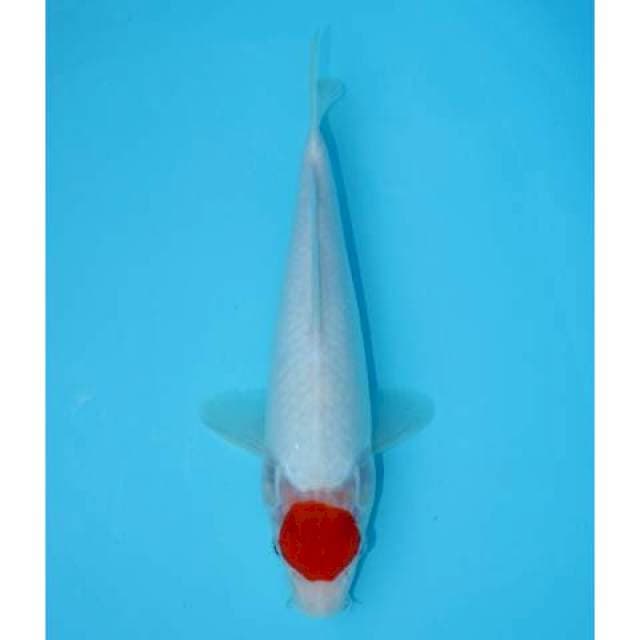 TANCHO KOHAKU 29 CM MALE