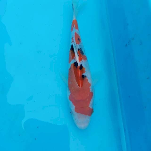 Sanke 17cm