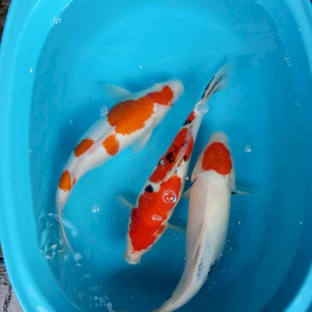 Mix koi 3