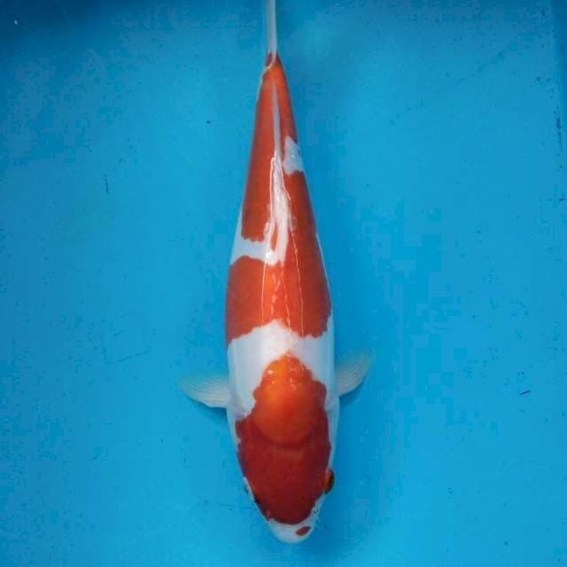 Kohaku doits murni Bulky