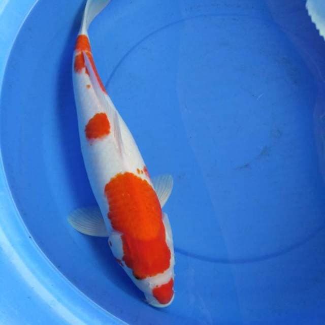 Jumbo kohaku 48cm
